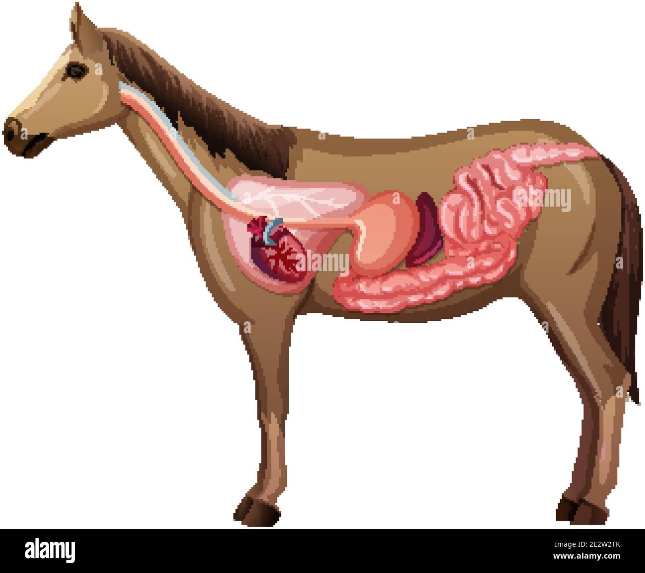 Anatomia interna di un cavallo isolato su sfondo bianco Illustrazione Vettoriale