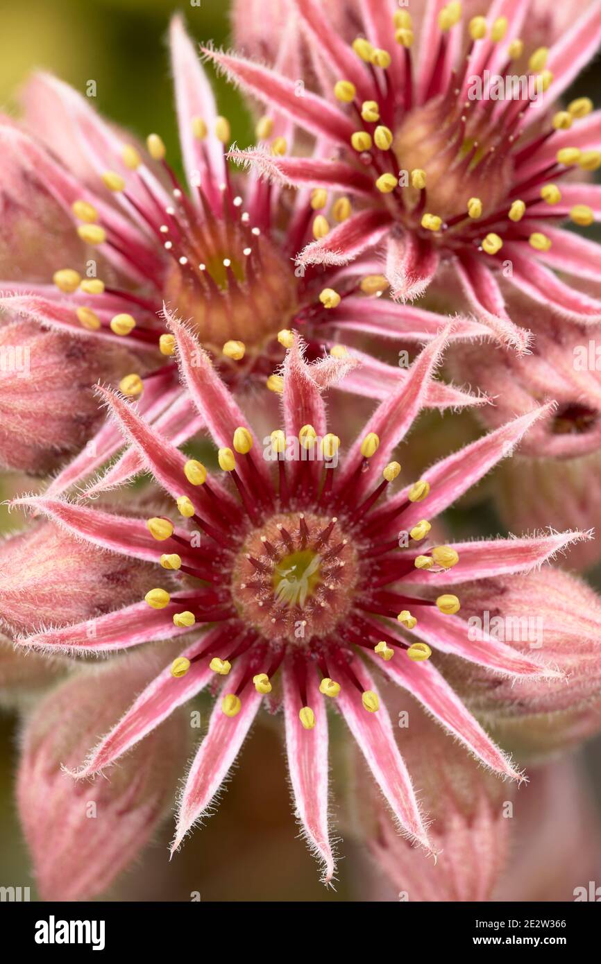 Sempervivum tectorum, Houseleek comune, fiori. Foto Stock