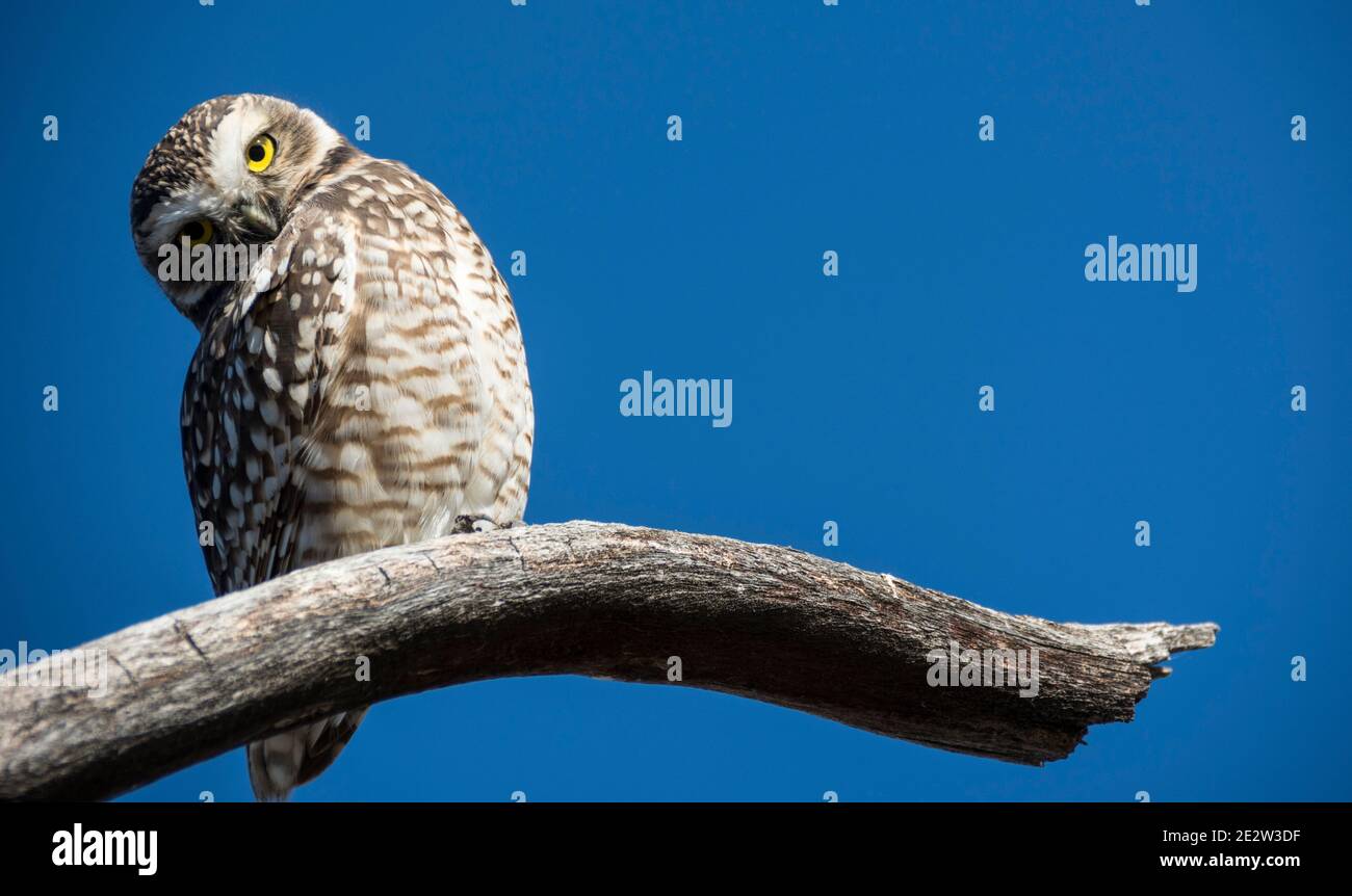 Animale molto visto nei campi Foto Stock