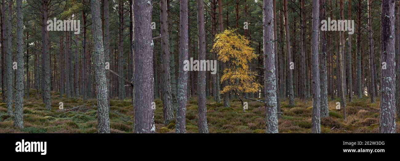 Lone Silver Birch Tree in piantagione forestale, Badenoch e Strathspey, Highland, Scozia. Foto Stock