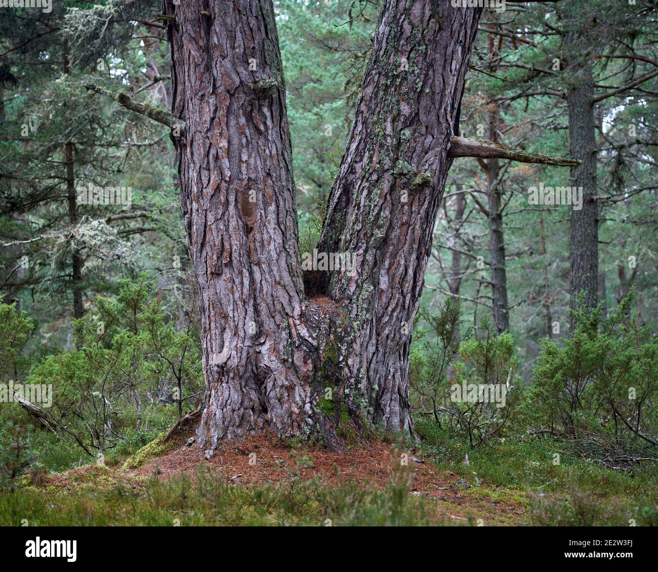 L'albero di pino scozzese vicino a Loch Garten, Badenoch e Strathspey, Highland, Scozia. Foto Stock