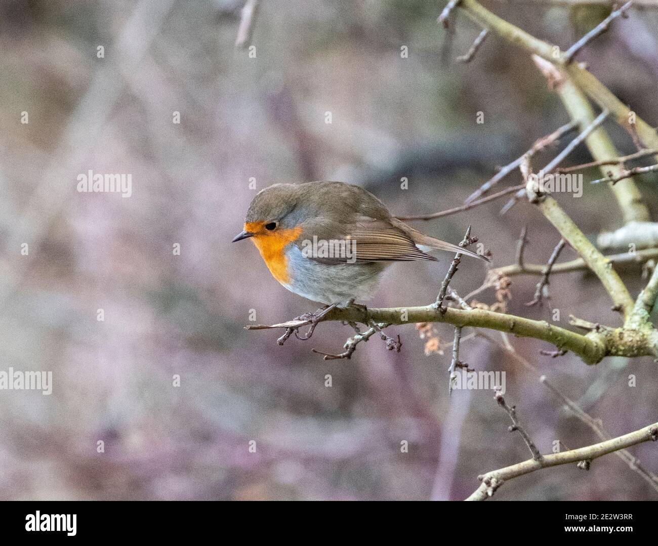 Robin ( Erithacus rubecula ) arroccato su una filiale in Almondell Country Park, West Lothian, Scozia. Foto Stock Robin ( Erithacus rubecula ) arroccato su una filiale in Almondell Country Park, West Lothian, Scozia. Foto Stock