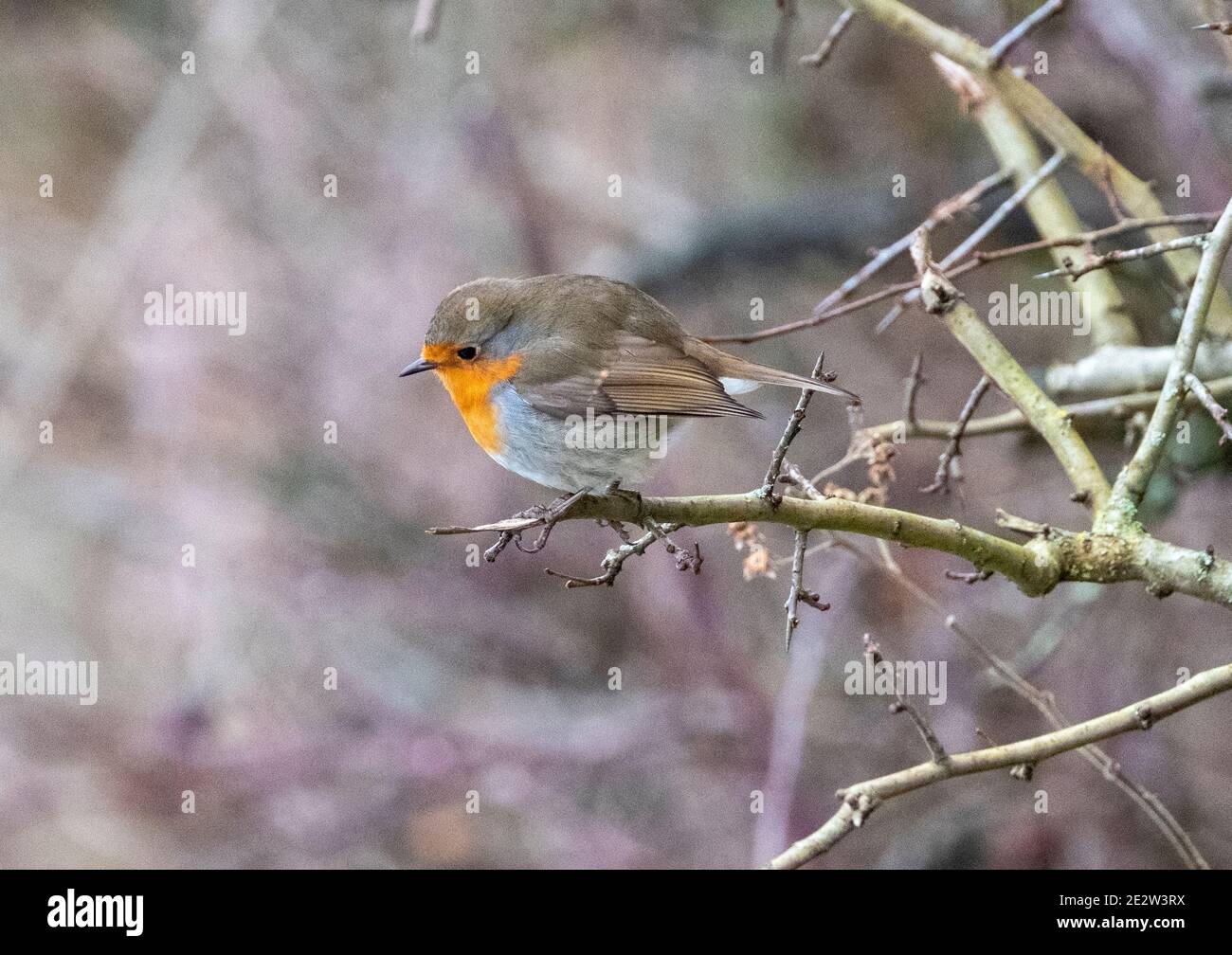 Robin ( Erithacus rubecula ) arroccato su una filiale in Almondell Country Park, West Lothian, Scozia. Foto Stock Robin ( Erithacus rubecula ) arroccato su una filiale in Almondell Country Park, West Lothian, Scozia. Foto Stock