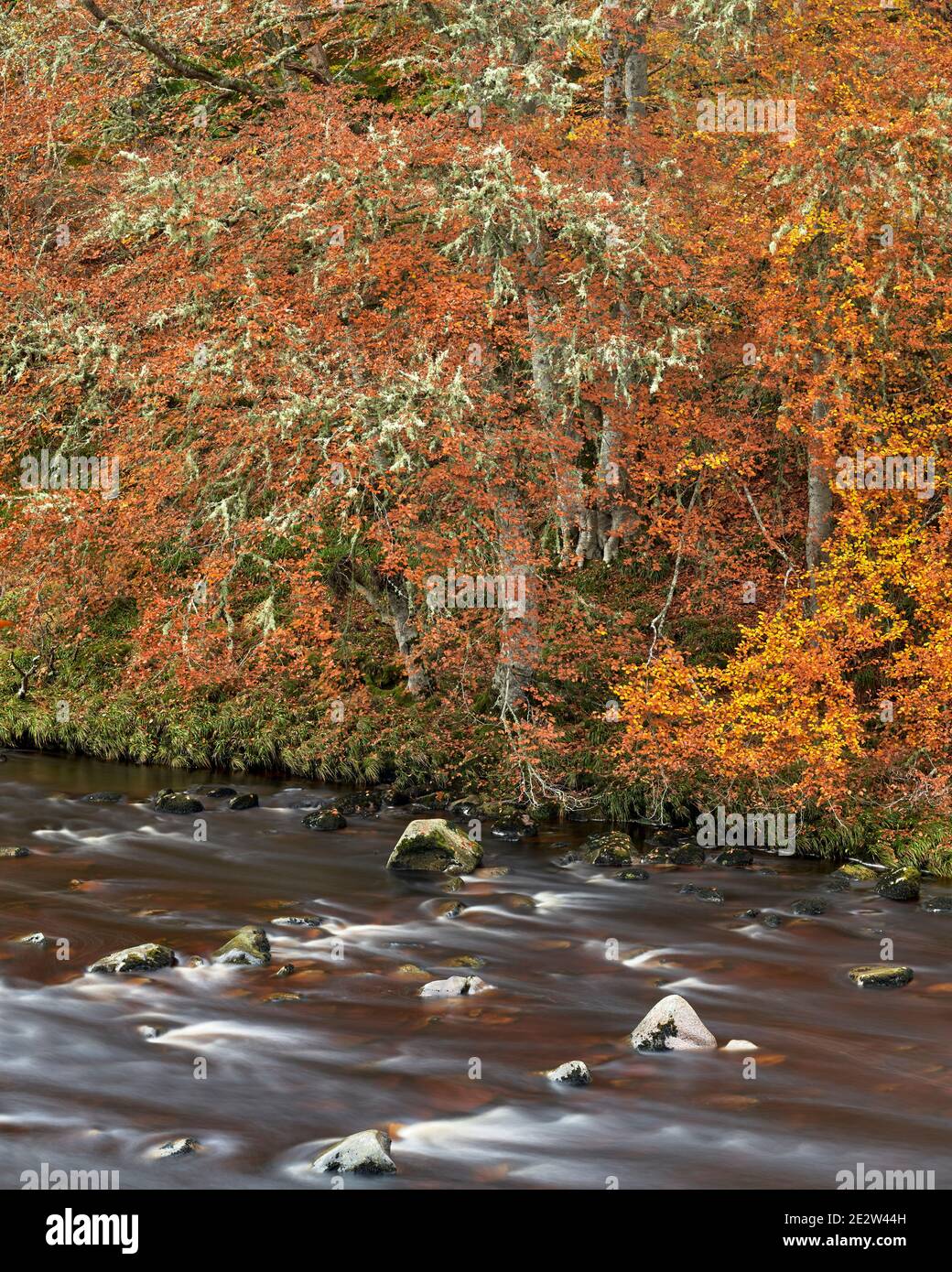 Barba Lichen e faggi accanto al fiume Findhorn, vicino Randolphs Leap, Logie, Moray, Scozia Foto Stock