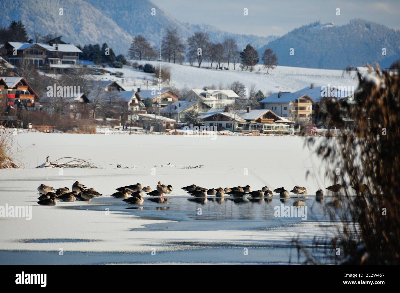 Inverno a Hopfen am See Foto Stock