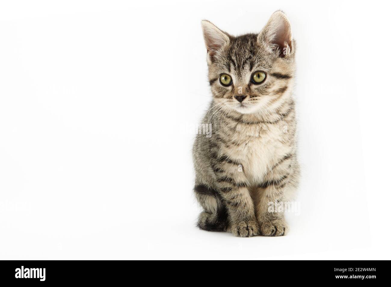Piccolo tabby (europeo Shorthair) gattino isolato su sfondo bianco. Foto Stock