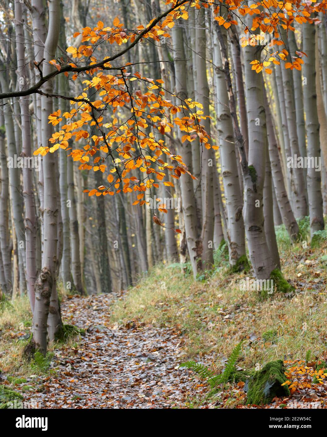 Percorso attraverso Wood Hill Wood, Alva, Ochil Hills, Clackmannanshire, Scozia. Foto Stock