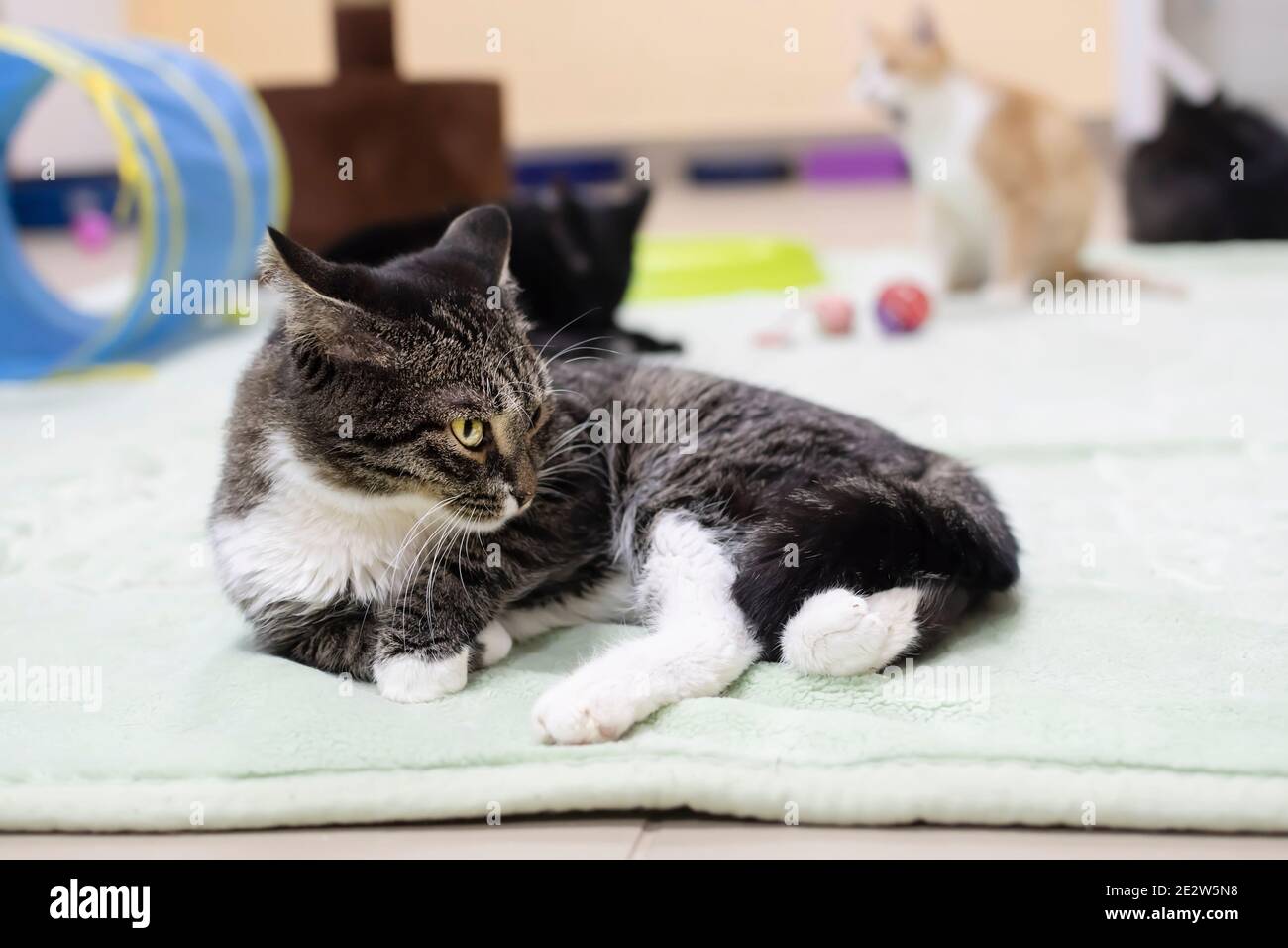 un cucciolo giovane giace su un tappetino sul pavimento tra gli altri gatti e giocattoli in un ricovero veterinario Foto Stock