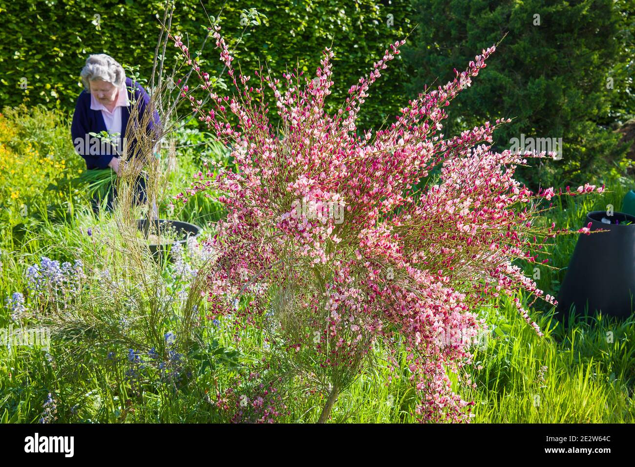 Inizio lavori di manutenzione su un giardino inferiore selvaggio inglese con scopa fiorente in primo piano e crescita di erba rampante in competizione con bluebells Foto Stock
