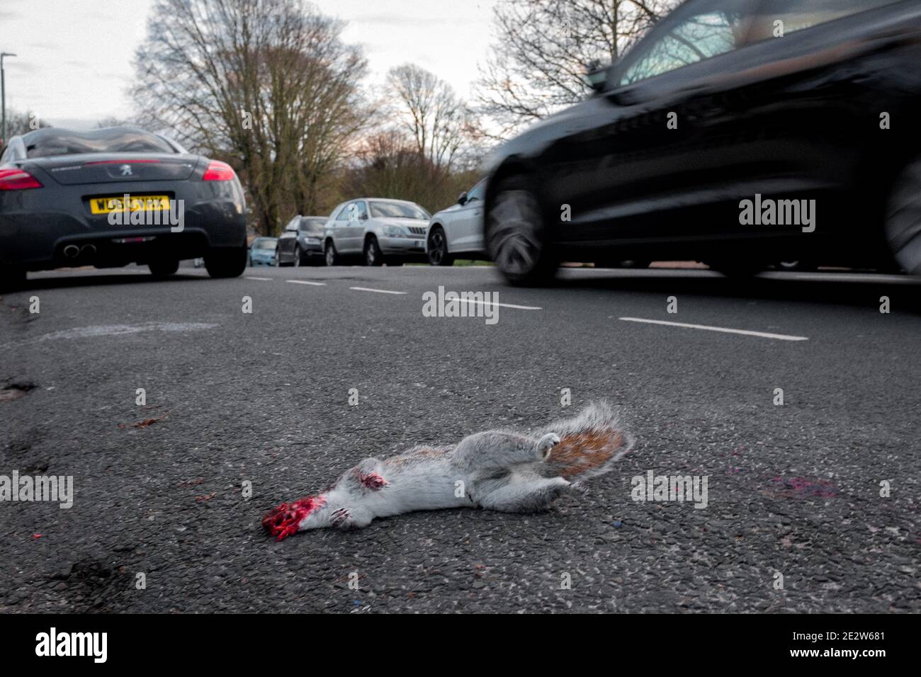 Roadkill scoiattolo sulla strada a Hove, East Sussex, UK Foto Stock