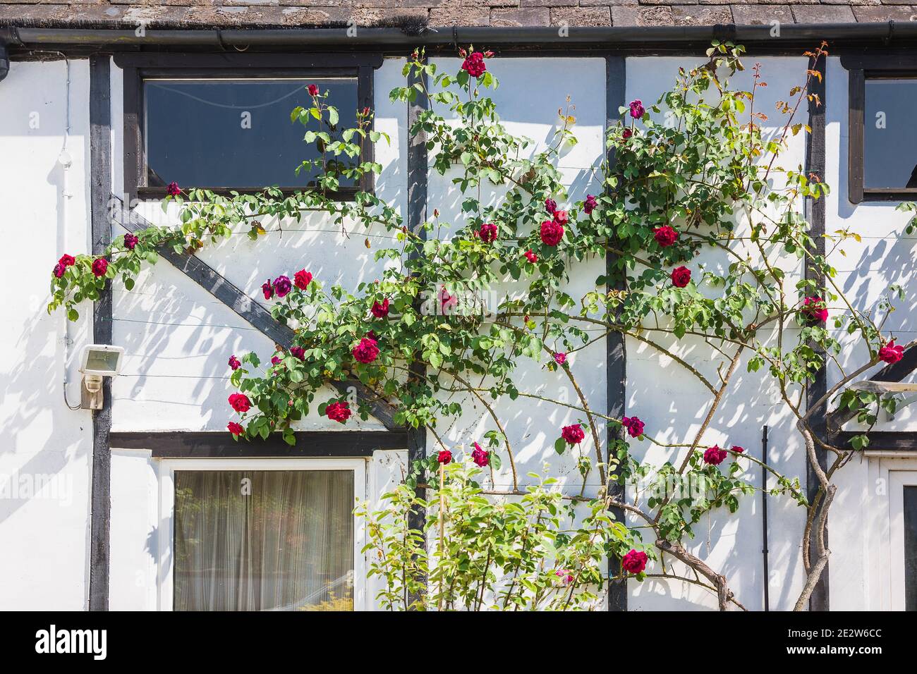 Una vecchia rosa profumata Étoile de Hollande rose fiorite e. Crescere su un vecchio fienile bianco muro in un inglese giardino nel mese di maggio Foto Stock