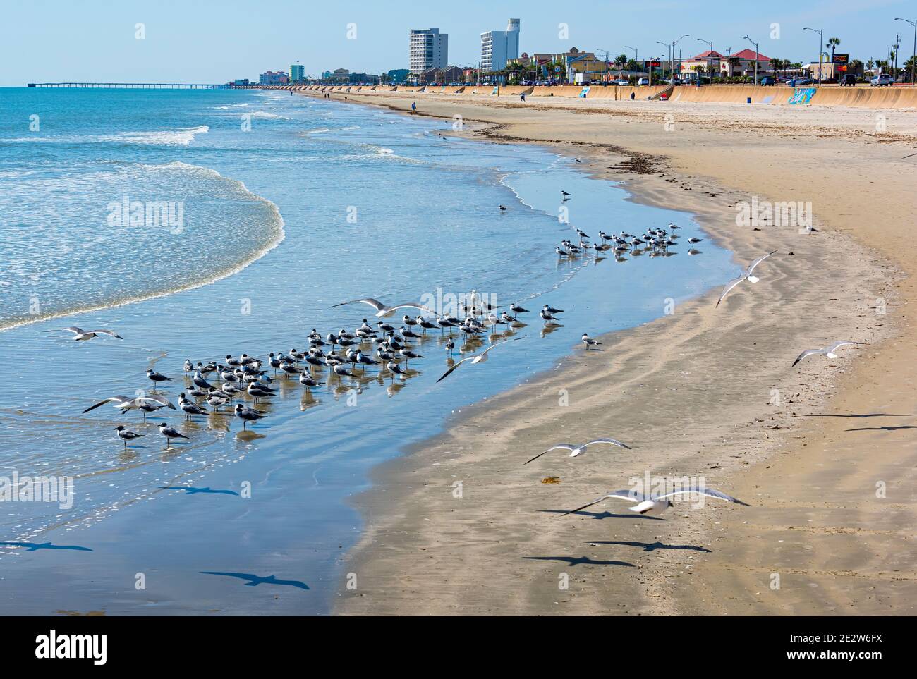 Gregge di gabbiani sulla spiaggia di Galveston vicino al muro di mare. Foto Stock