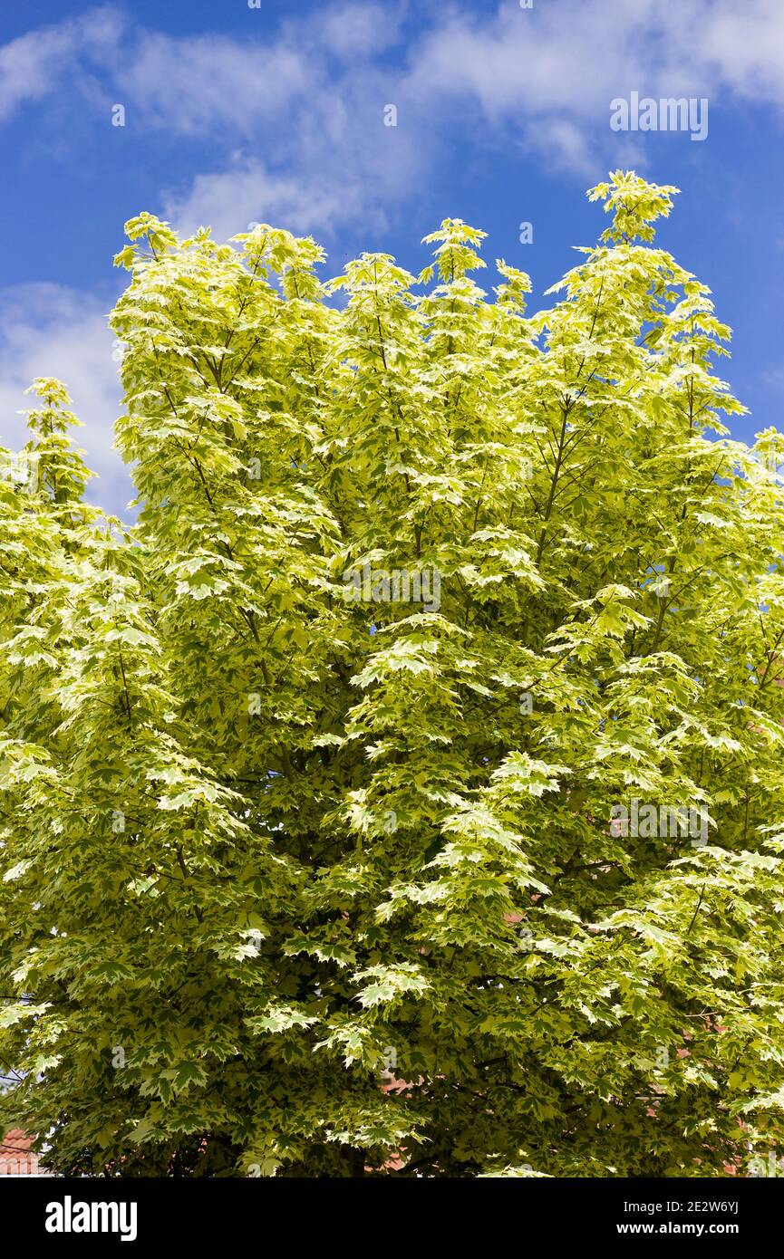 Attraente fogliame variegato di Acer platanoides 'Rummondii' che cresce in un Giardino inglese Foto Stock