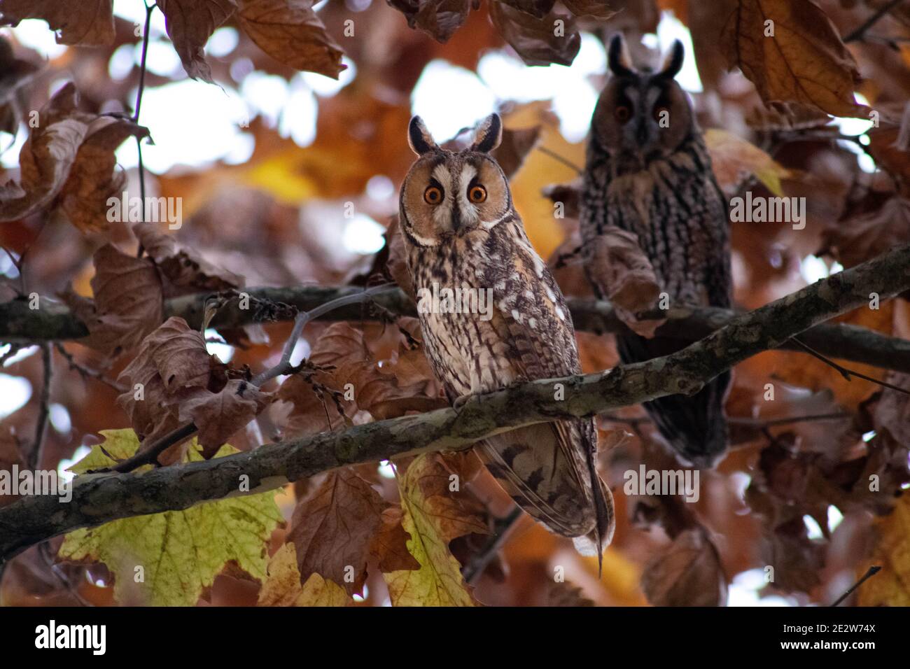 Bubo virginianus, gufo corno grande, gufo sparato Foto Stock