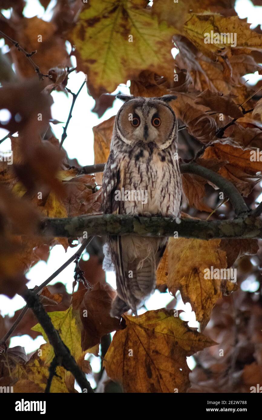 Bubo virginianus, gufo corno grande, gufo sparato Foto Stock