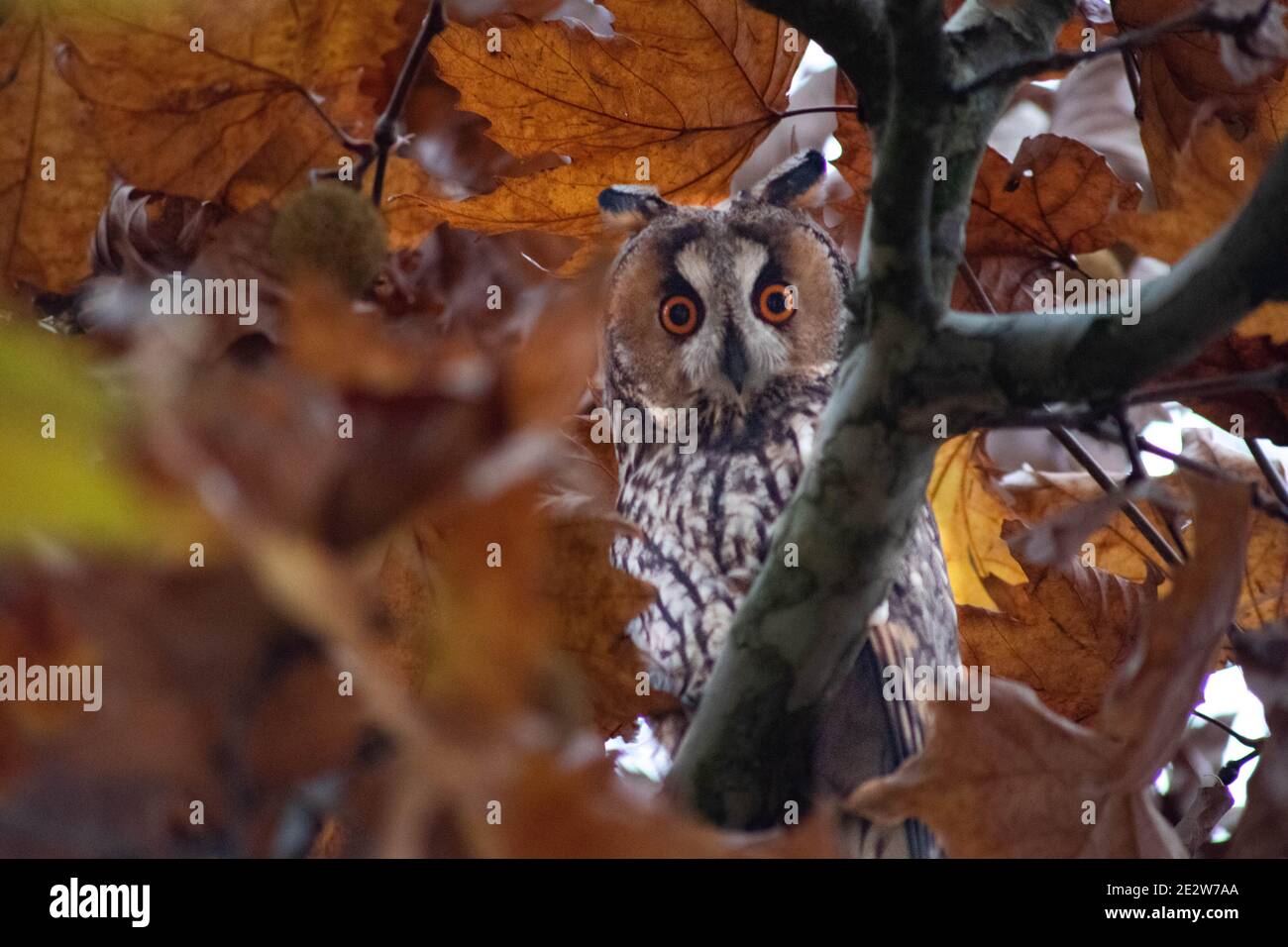 Bubo virginianus, gufo corno grande, gufo sparato Foto Stock