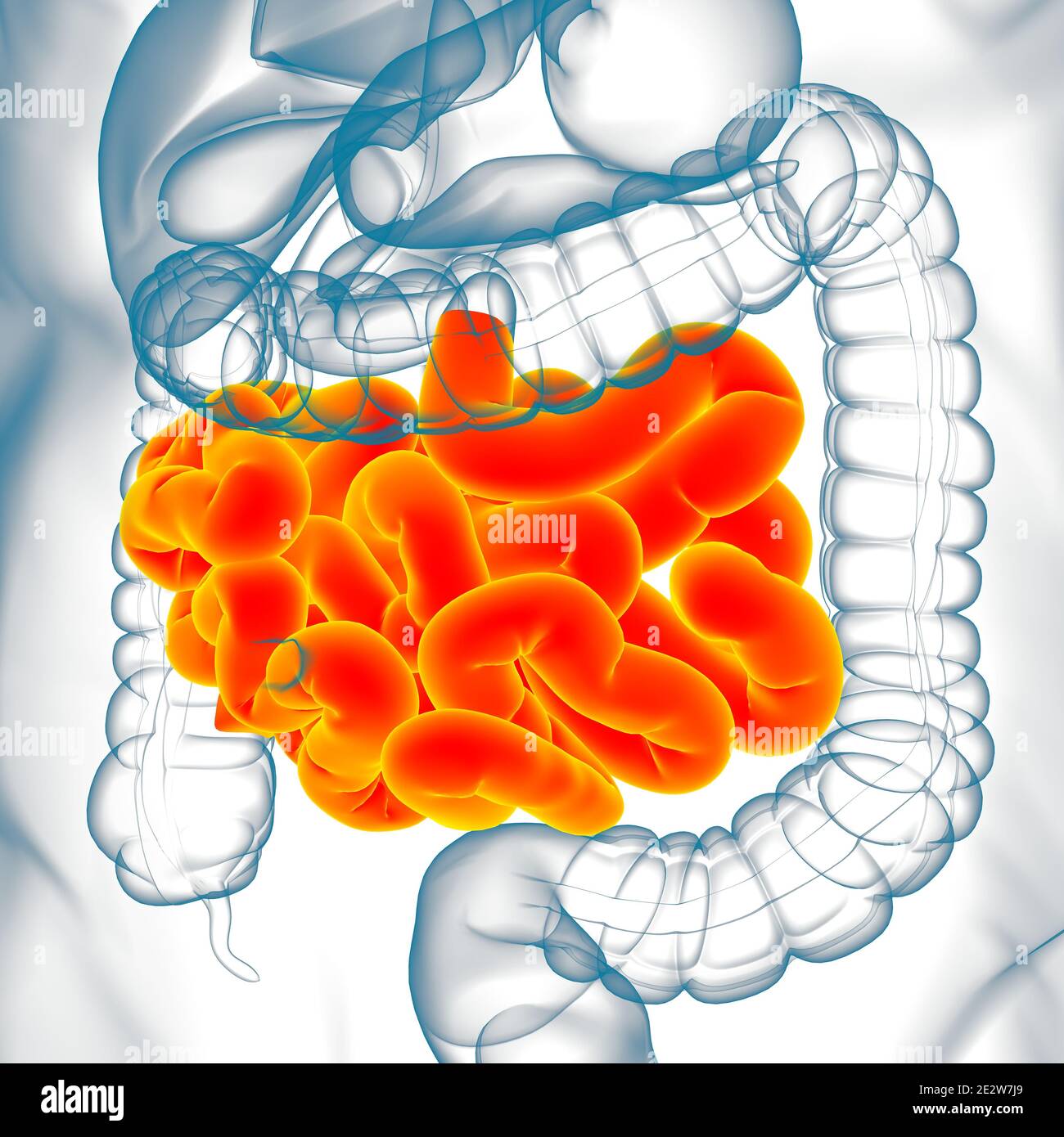 Illustrazione 3D dell'intestino tenue sistema digestivo umano Anatomia per il concetto medico Foto Stock