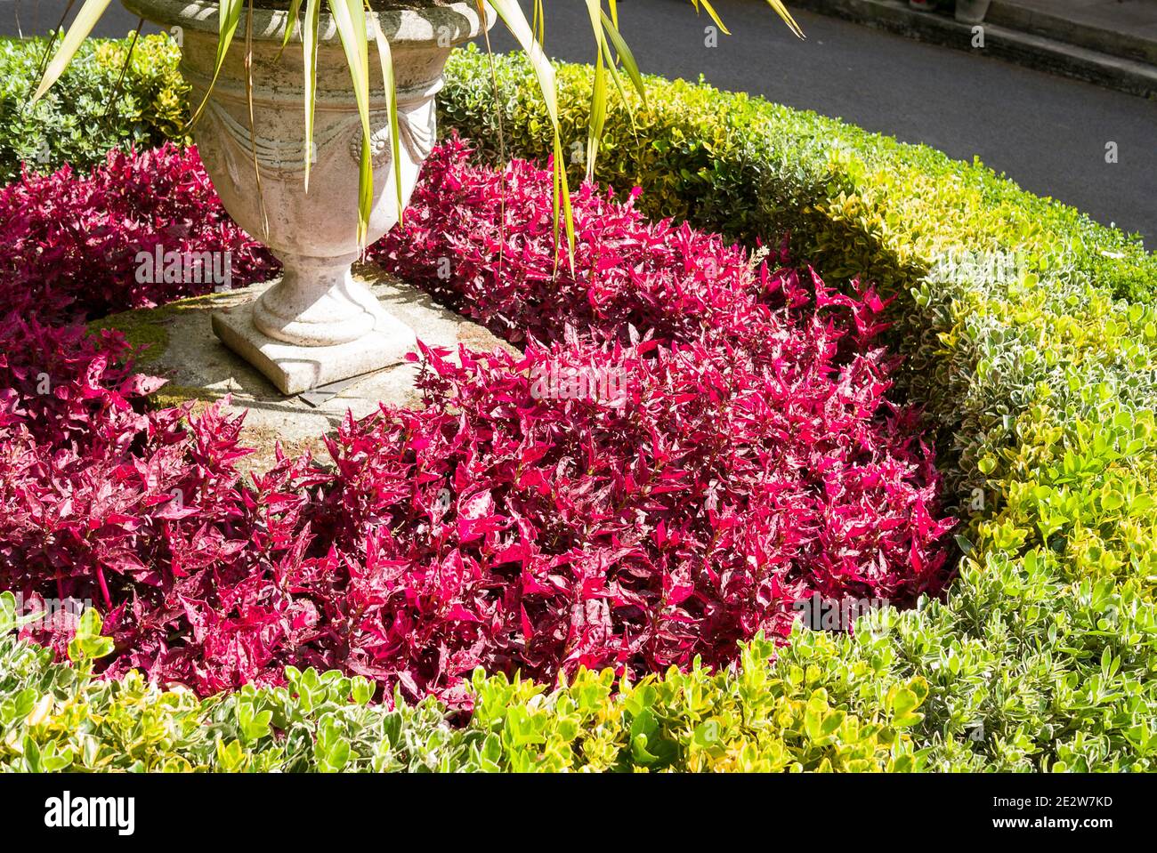 Un segmento di letto di fiori dell'isola concentricamente piantato nel Centro di un cortile degli arrivi in un giardino inglese su Guernsey Regno Unito Foto Stock