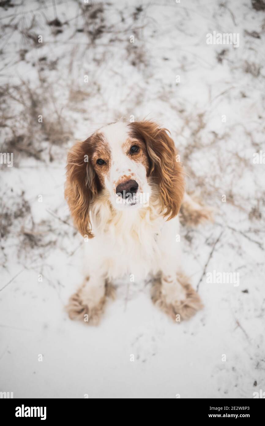 Ritratto di un cane di spaniel pedigree in erba e neve. Carino cane guarda in su alla macchina fotografica, scena all'aperto d'inverno Foto Stock