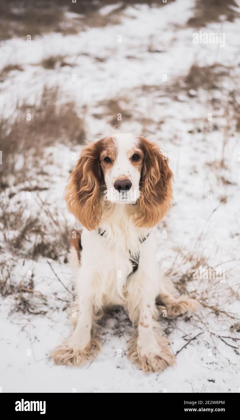 Ritratto di un cane di spaniel pedigree in erba e neve. Carino cane guarda in su alla macchina fotografica, scena all'aperto d'inverno Foto Stock