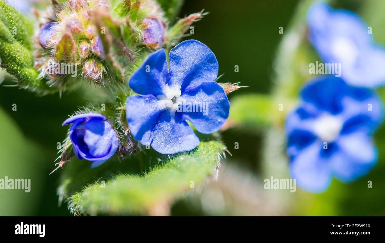 Una macro shot di alcuni verde alkanet blumi. Foto Stock