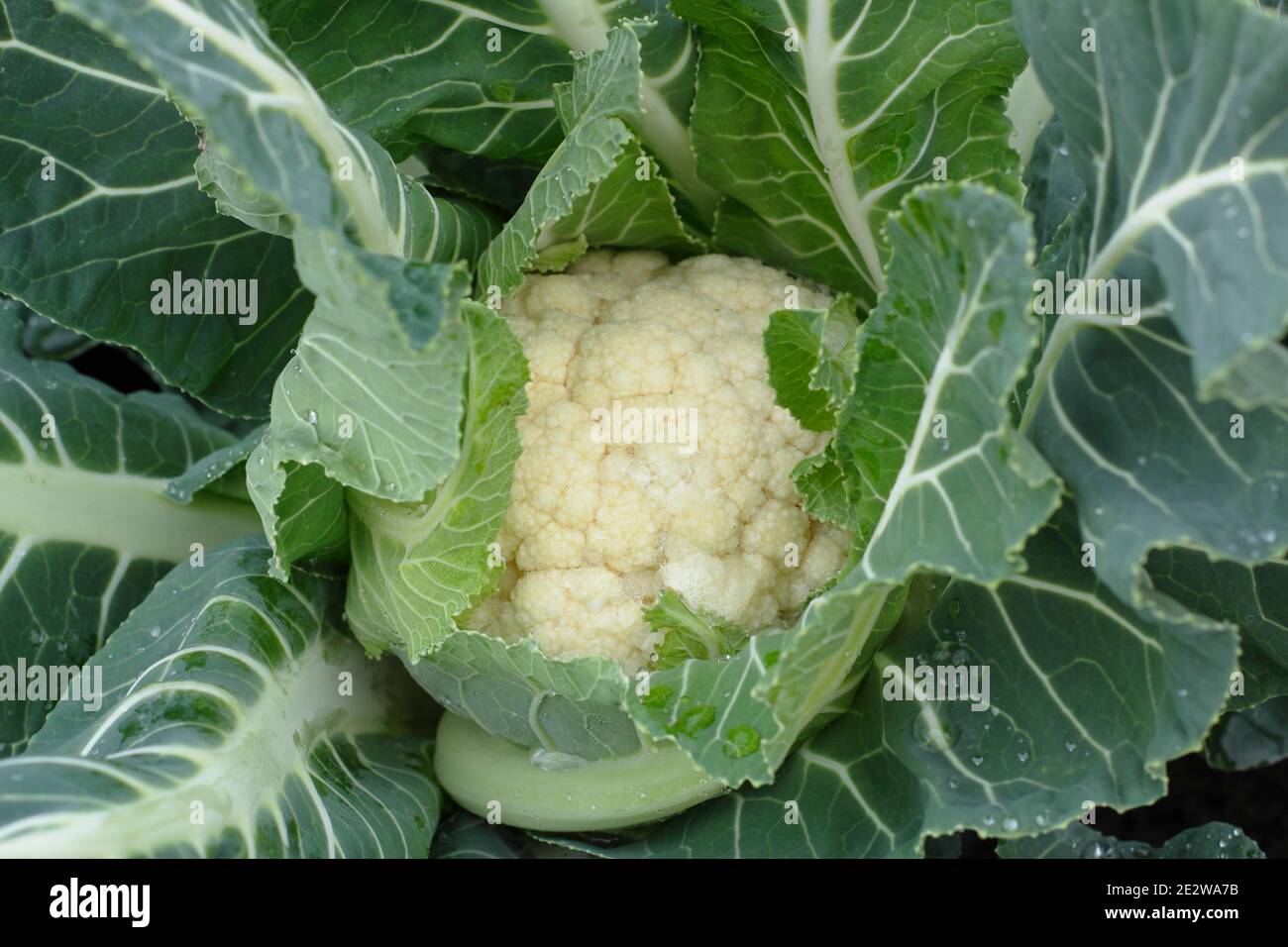 Cavolfiore. Cavolfiori. Il cavolfiore "trionfante" si avvicina al tempo di raccolta in un orto invernale. REGNO UNITO. Brassica oleracea var. b.. Foto Stock