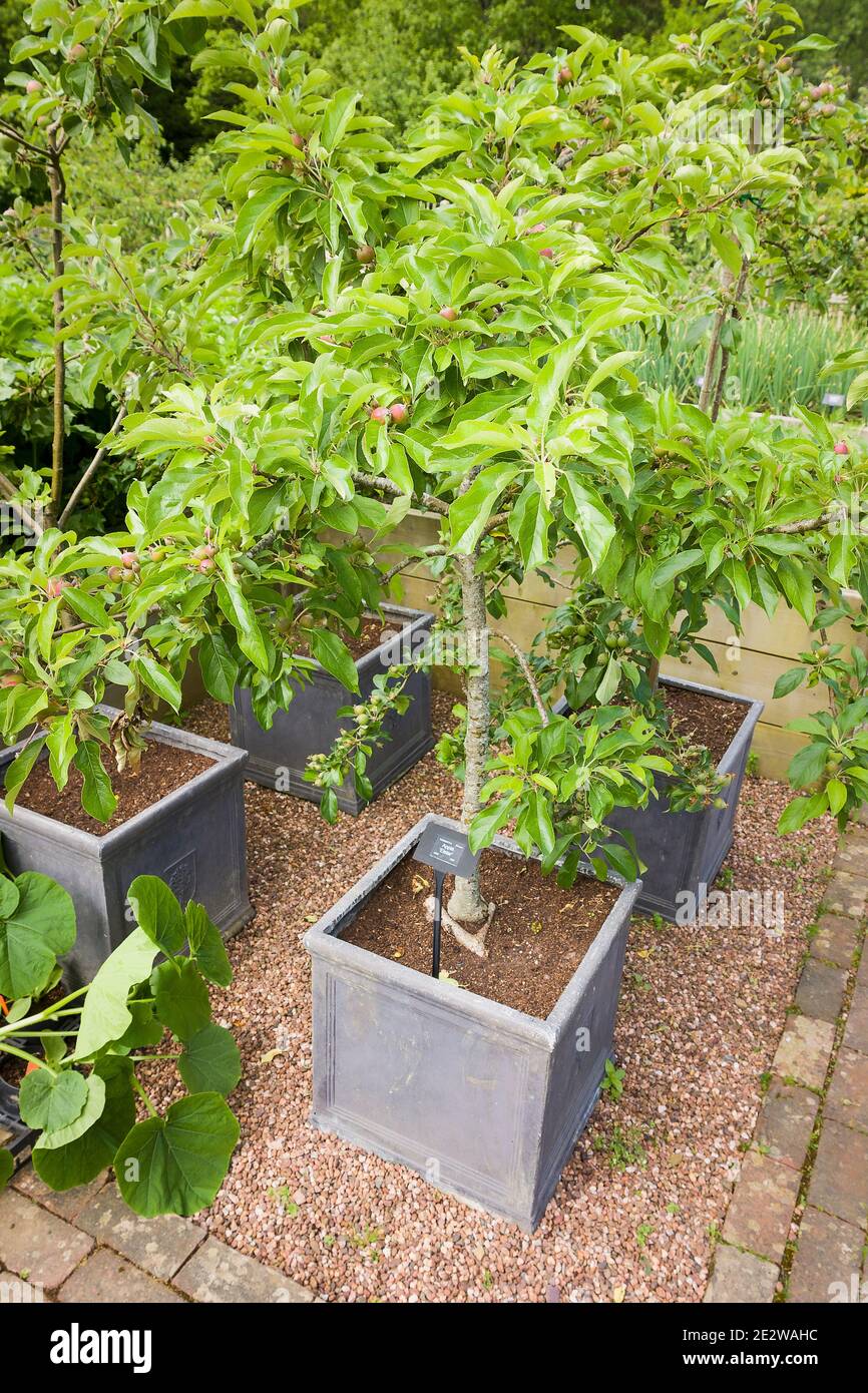 La crescita di alberi di mele in piantatrici piccole mostra ciò che è possibile Per giardinieri con piccoli giardini nel Regno Unito (Malus domestica Elstar) Foto Stock