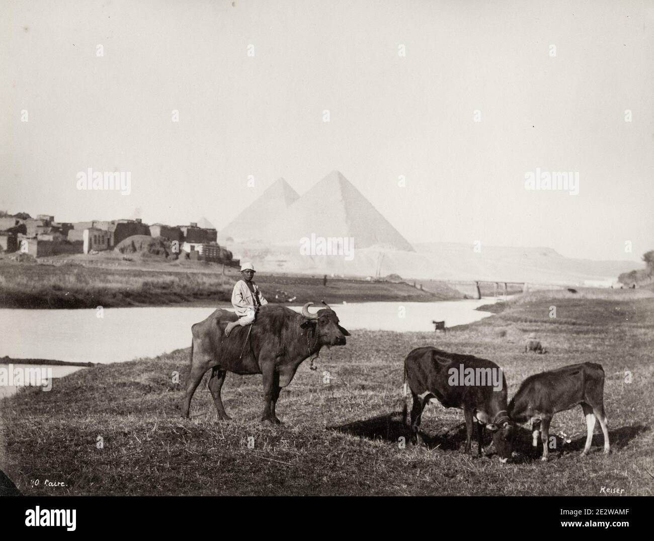 Fotografia d'epoca del XIX secolo: Cavalcando sul bue con le piramidi di Giza sullo sfondo, Egitto. Foto Stock