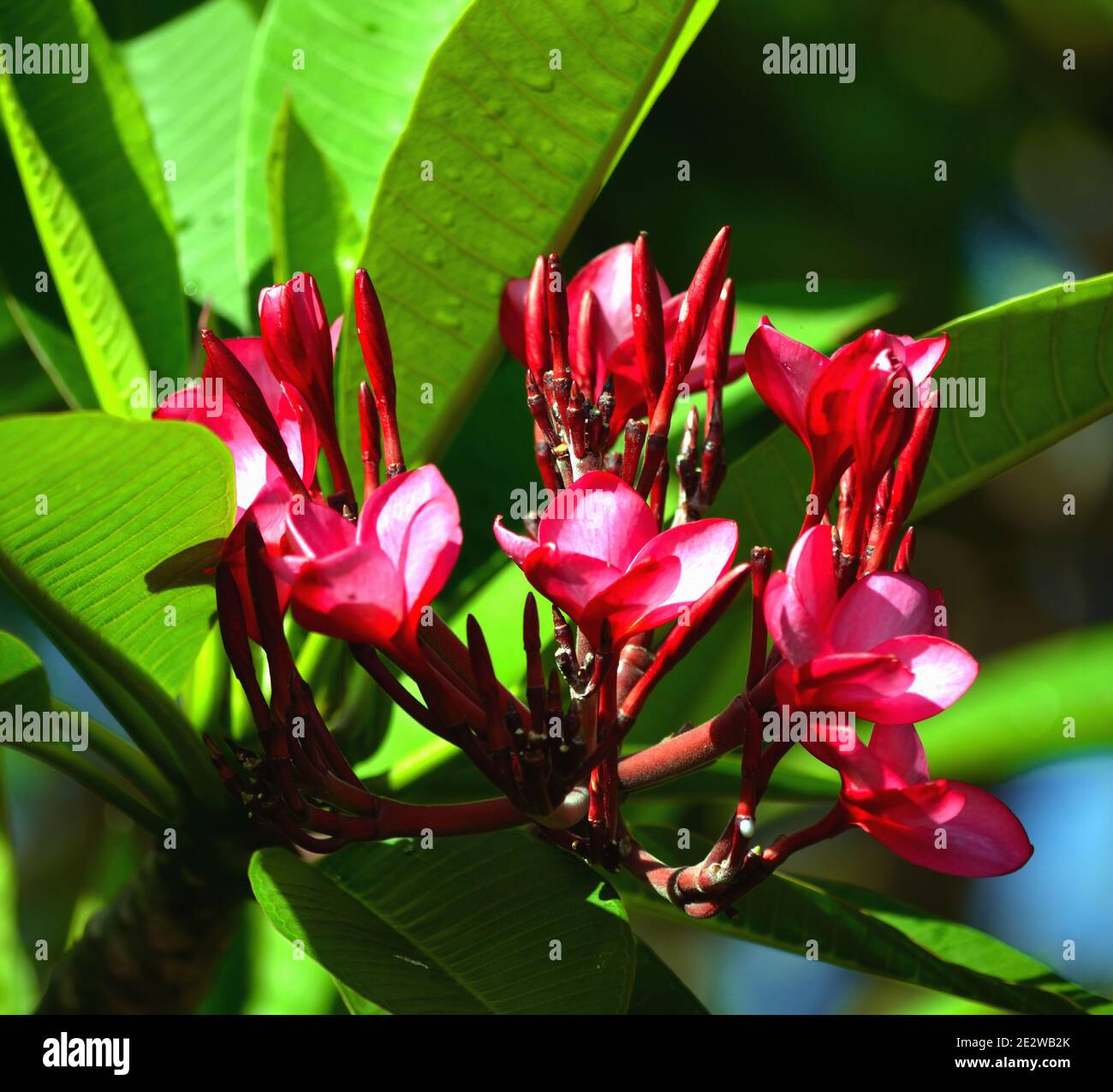 Fiori rossi dell'albero di Frangipani sull'isola reale Foto Stock
