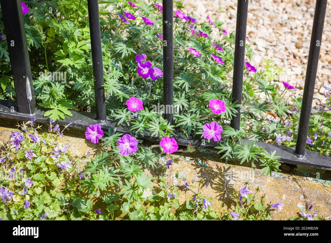 Un geranio resistente fuggito che si stira attraverso una recinzione in ferro battuto Da un piccolo giardino di fronte in una città del Devon del nord Nel Regno Unito Foto Stock