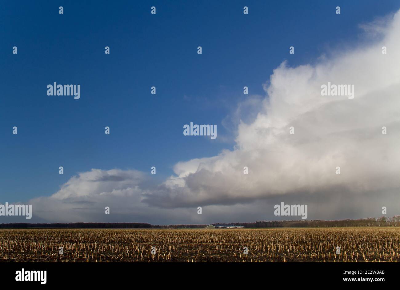 Fronte meteo con pioggia caduta da cumulonimbus nuvole sopra rurale orizzontale con stoppie di mais Foto Stock