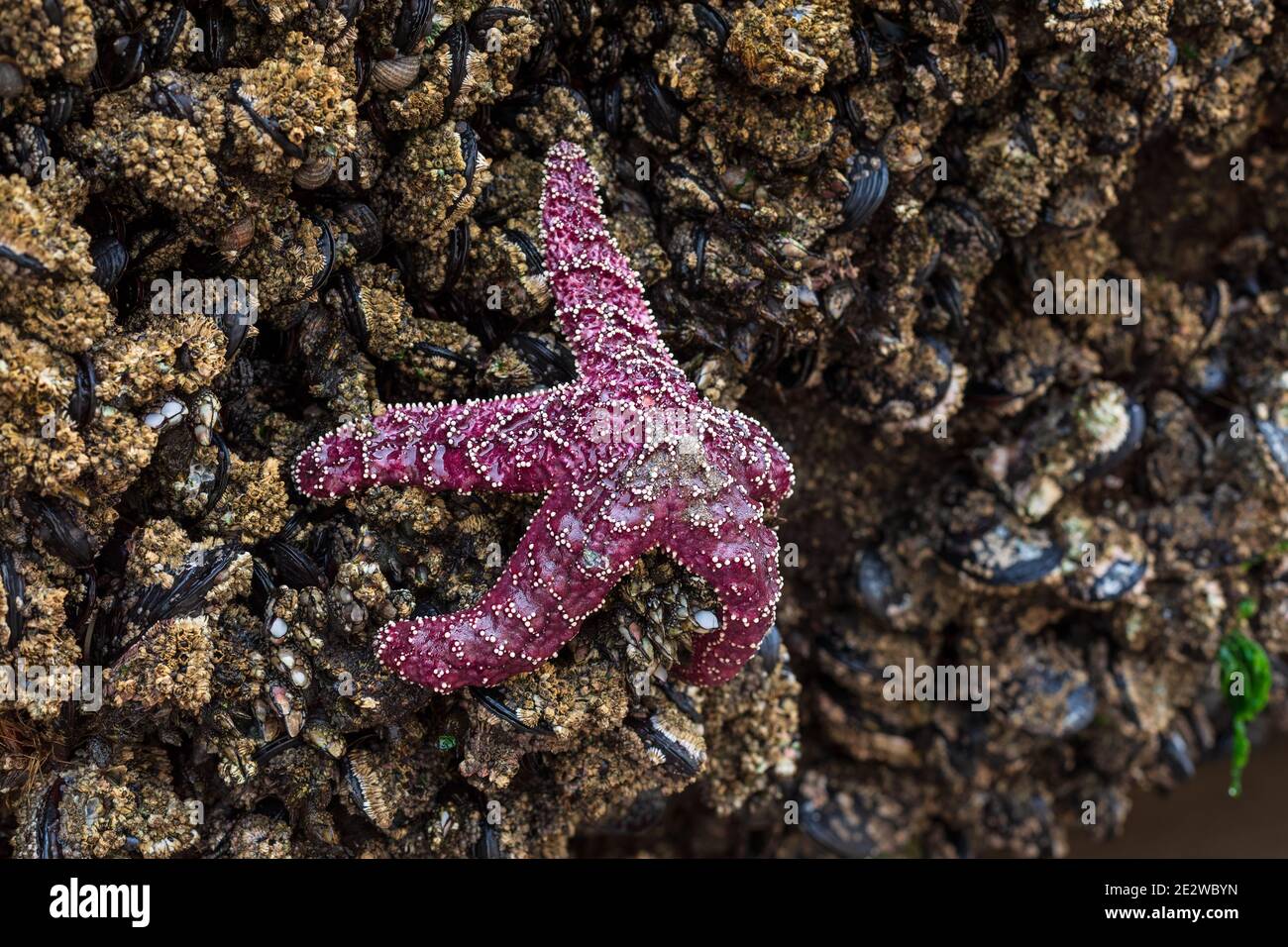 Ochre Sea Star viola (Pisaster ochraceus) o Ochre Starfish nella zona di marea a Capo Kiwanda sulla costa dell'Oregon Foto Stock