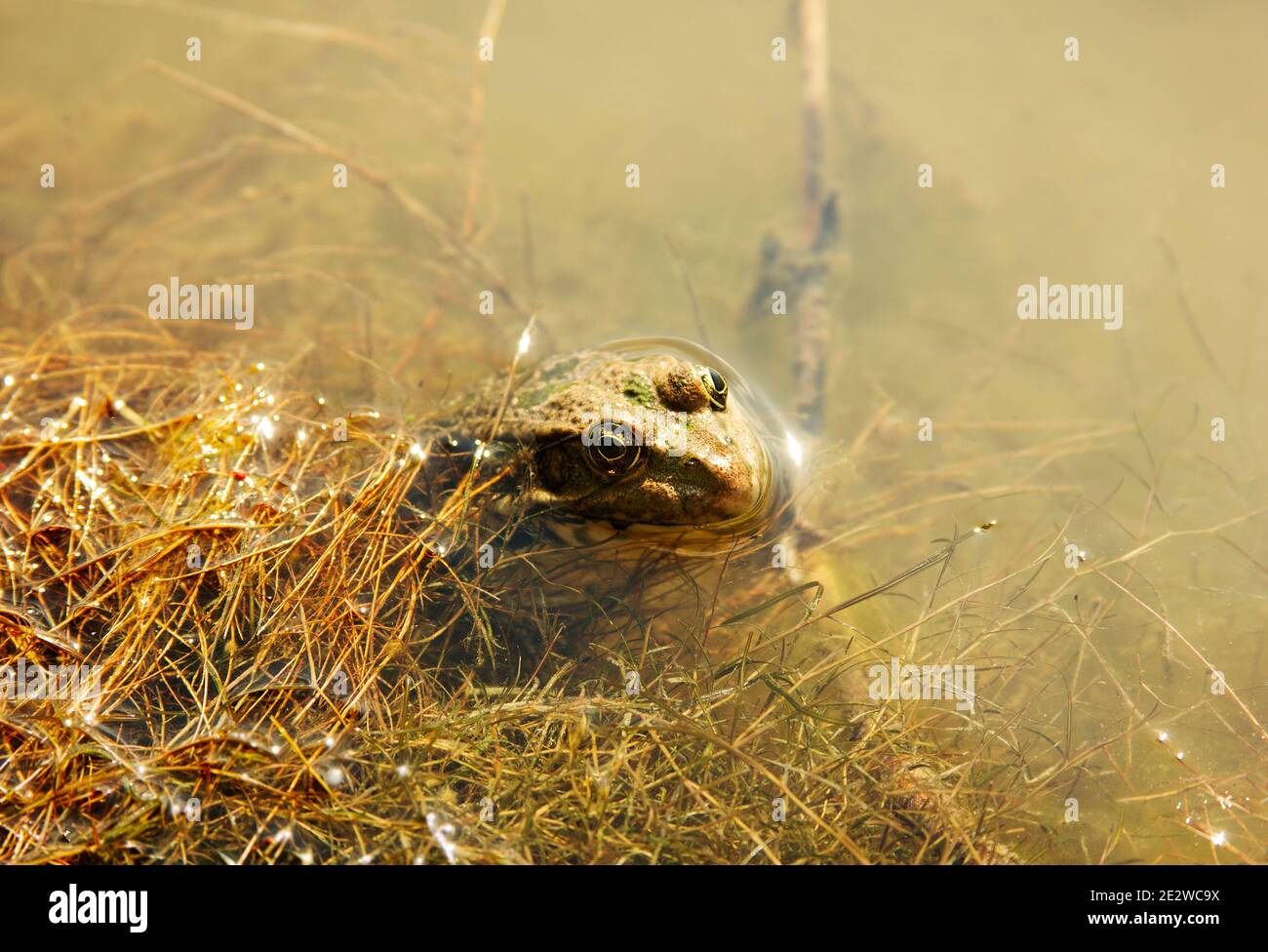 La rana del lago in acqua. Testa di una rana paludosa sullo sfondo di un habitat naturale. Pelophylax ridibundus. Ranidae. L'animale sta riposando su un serpente Foto Stock