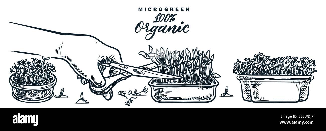 La mano umana taglia germogli microrverdi in contenitori. Illustrazione disegnata a mano del vettore di schizzo isolata su sfondo bianco. Cibo naturale biologico crescente con Illustrazione Vettoriale