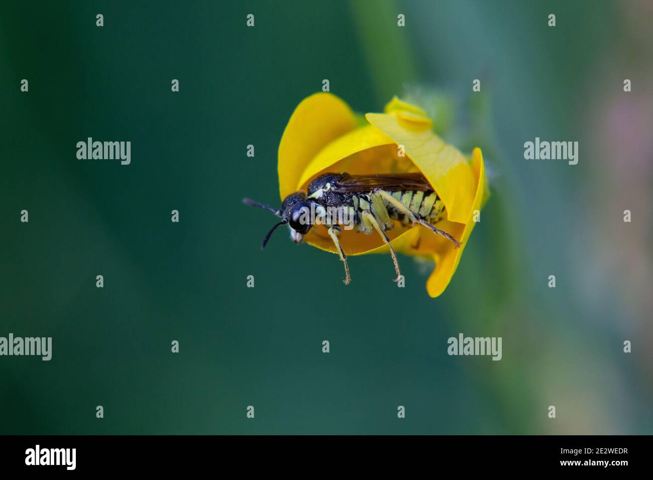 Digger wasp (Argogorytes mystaceus) adulto in un bel fiore giallo (Creeping Buttercup - Ranunculus repens) su sfondo verde Foto Stock