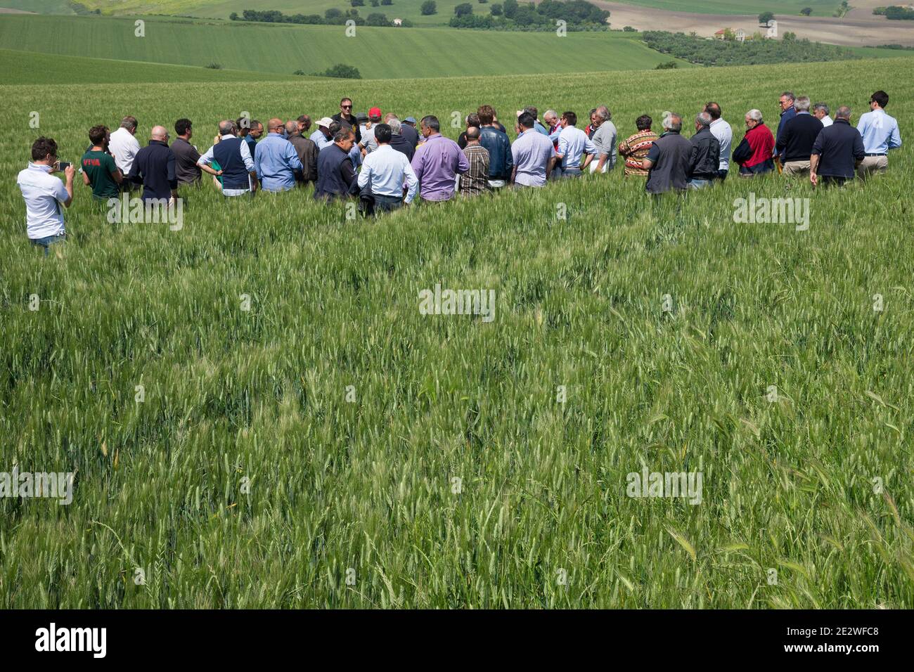 Regione Molise, Italia: Un gruppo di agricoltori visita un raccolto di grano nella bassa Molise. Foto Stock