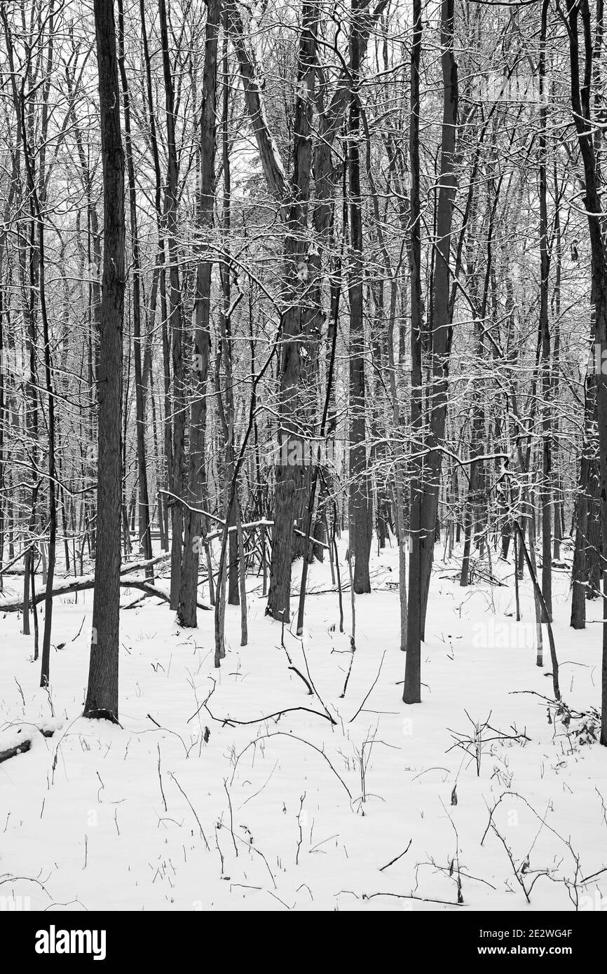 Il paesaggio invernale di Ada Park a Grand Rapids, Michigan Foto Stock