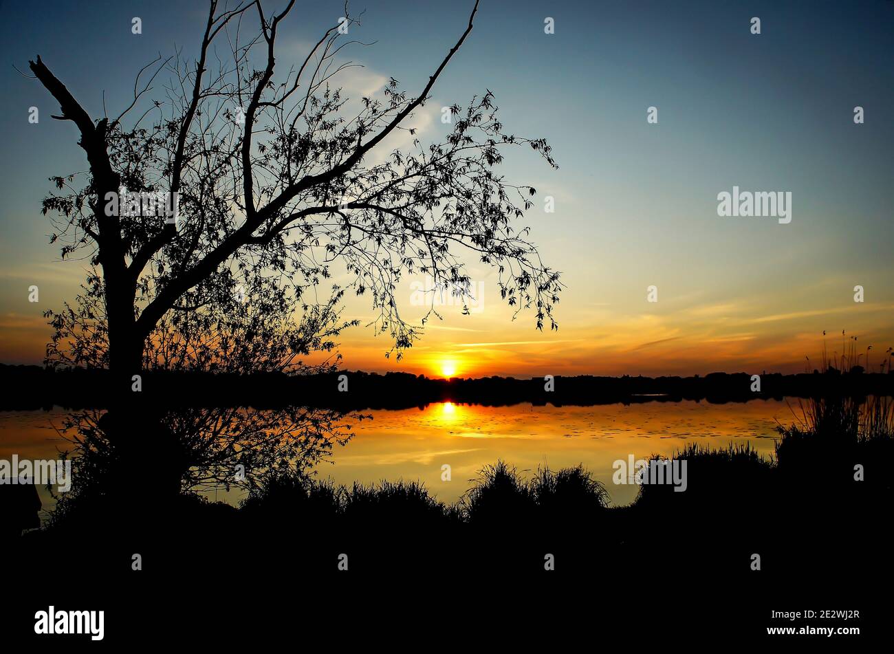 albero solitario sulla riva e un tramonto acceso una serata di primavera Foto Stock