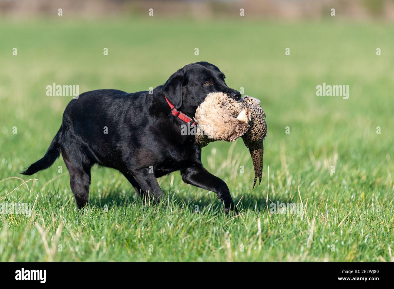 Ritratto di un Labrador nero che recupera un fagiano di gallina Foto Stock