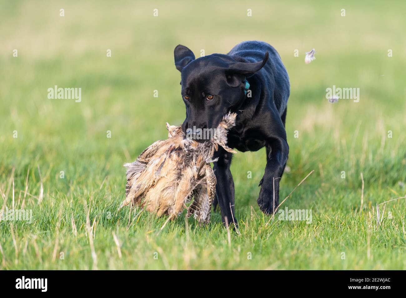 Ritratto di un Labrador nero che recupera un fagiano di gallina Foto Stock