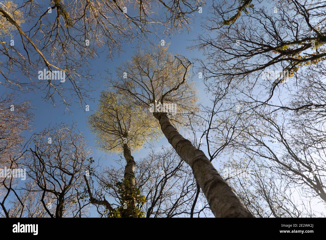 Una sottile nuvola bianca attraversa un cielo blu alto sopra la tettoia di legno di betulla adornata dal sole; corone verdi luminose fresche di primavera in cima agli alti alberi sottili. Foto Stock