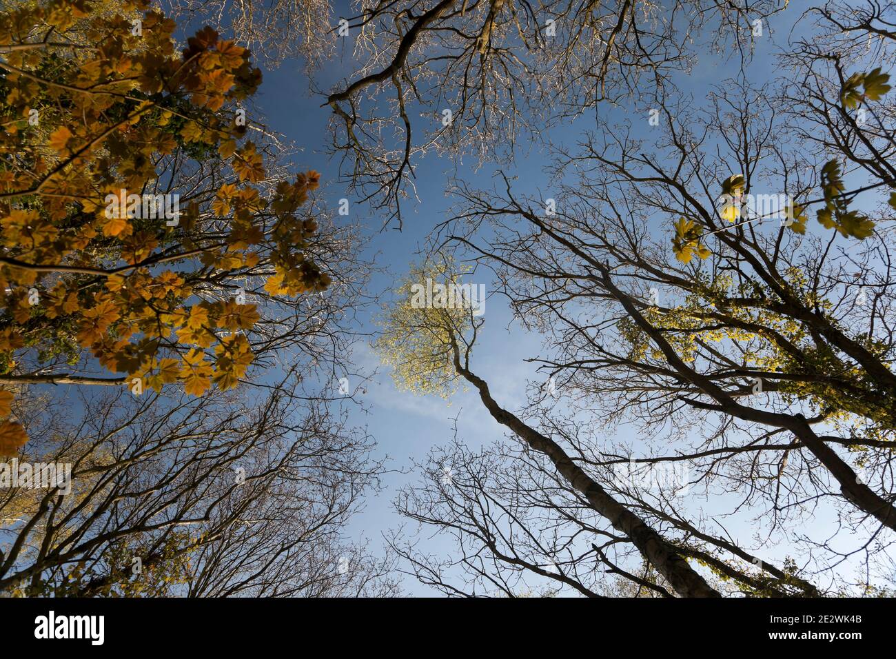 Una sottile nuvola bianca attraversa un cielo blu alto sopra la tettoia di legno di betulla adornata dal sole; corone verdi luminose fresche di primavera in cima agli alti alberi sottili. Foto Stock