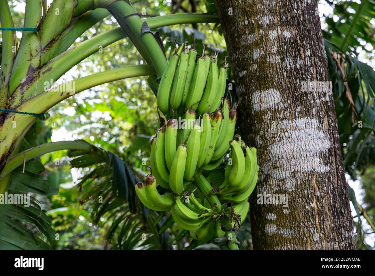 Banana verde organica su un mazzo di un albero. Foto Stock