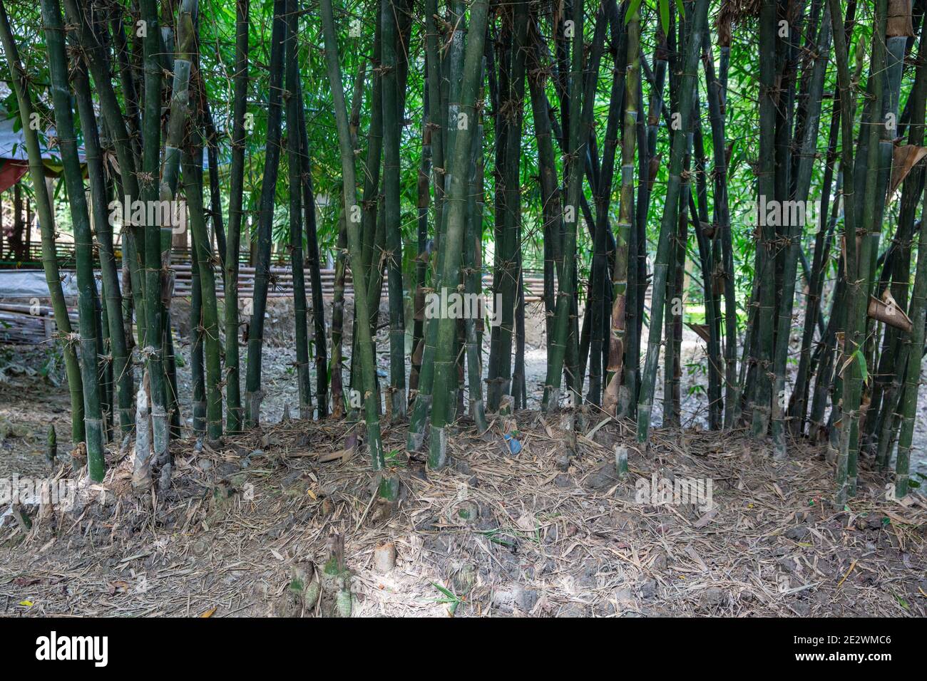 Piante di bambù in un villaggio a Chandpur, Bangladesh Foto Stock