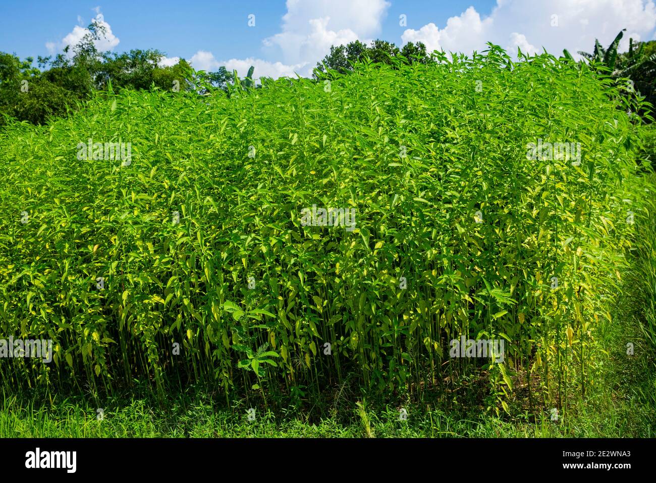 Iuta e campo di risaie a Chandpur, Bangladesh Foto Stock