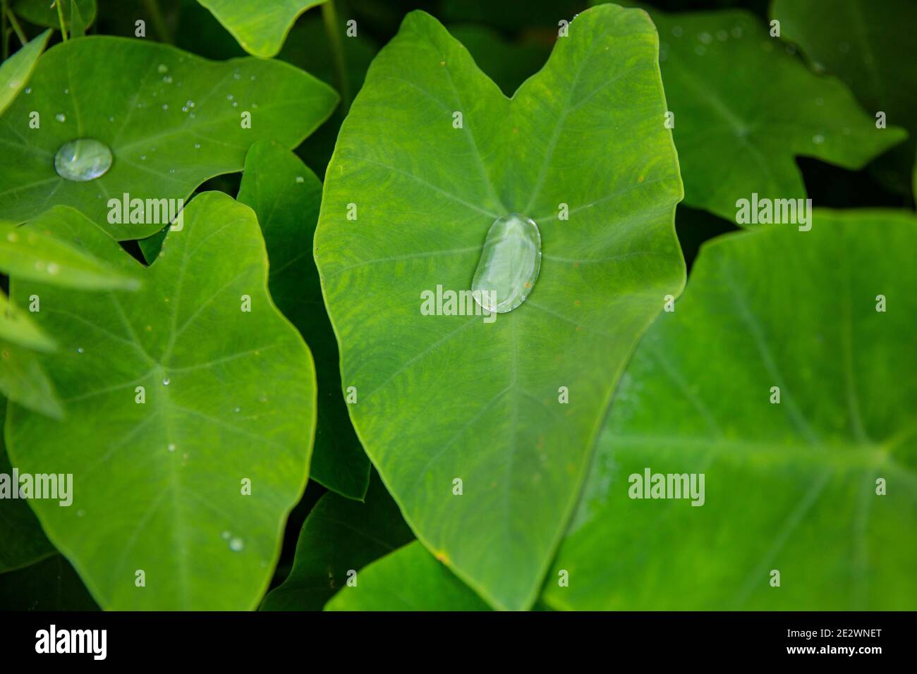 Caduta di pioggia sulle piante di Taro o sulla pianta dell'orecchio dell'elefante. Foto Stock