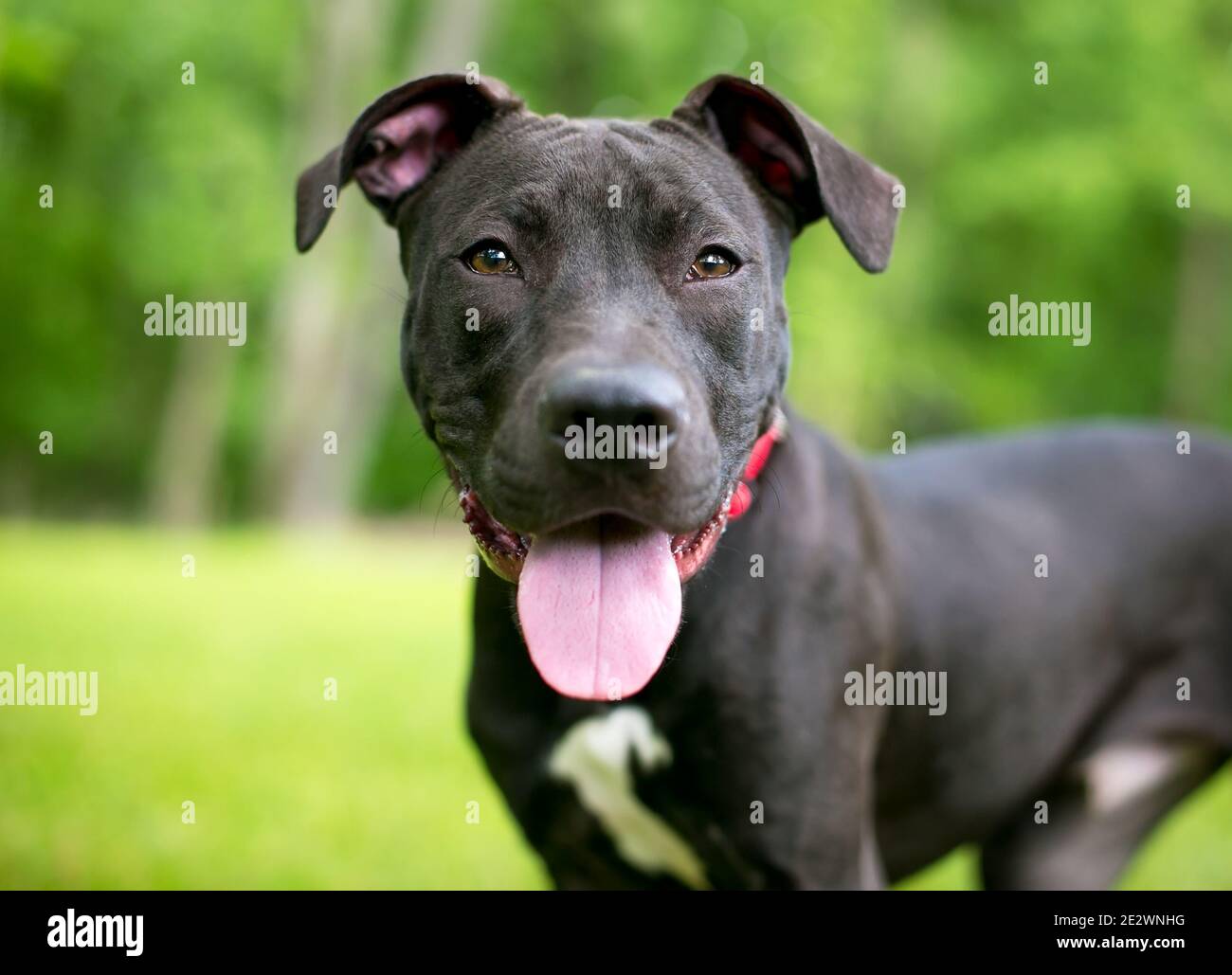 Un cane di razza mista Pit Bull Terrier bianco e nero panoramica Foto Stock