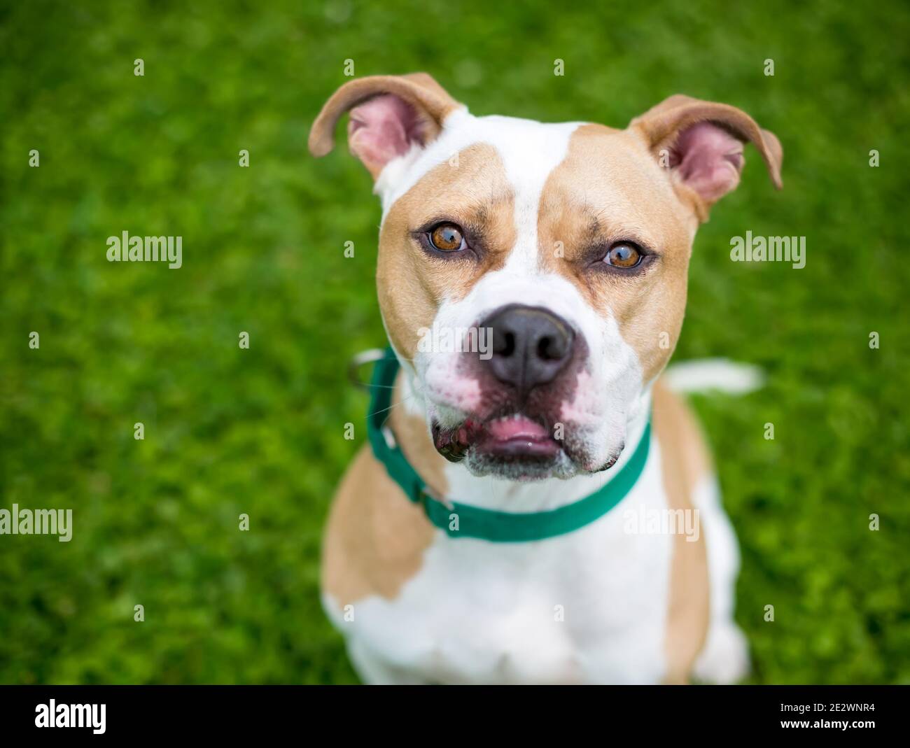 Un cane di razza mista Pit Bull Terrier con marcature bianche e fawn, indossando un collare verde e guardando la fotocamera Foto Stock