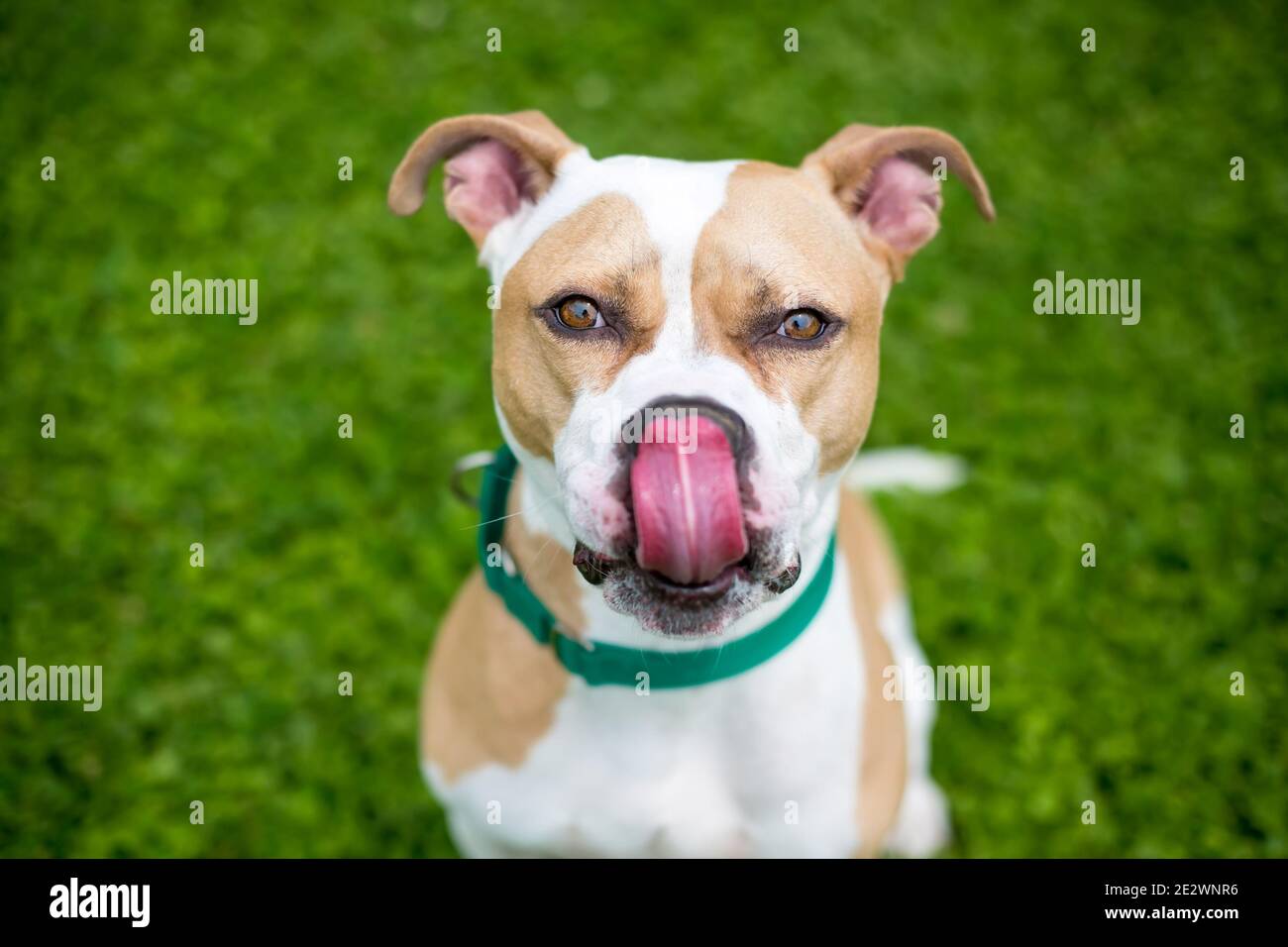 Un cane di razza mista Pit Bull Terrier con marcature bianche e fawn, indossando un collare verde e leccando le labbra Foto Stock
