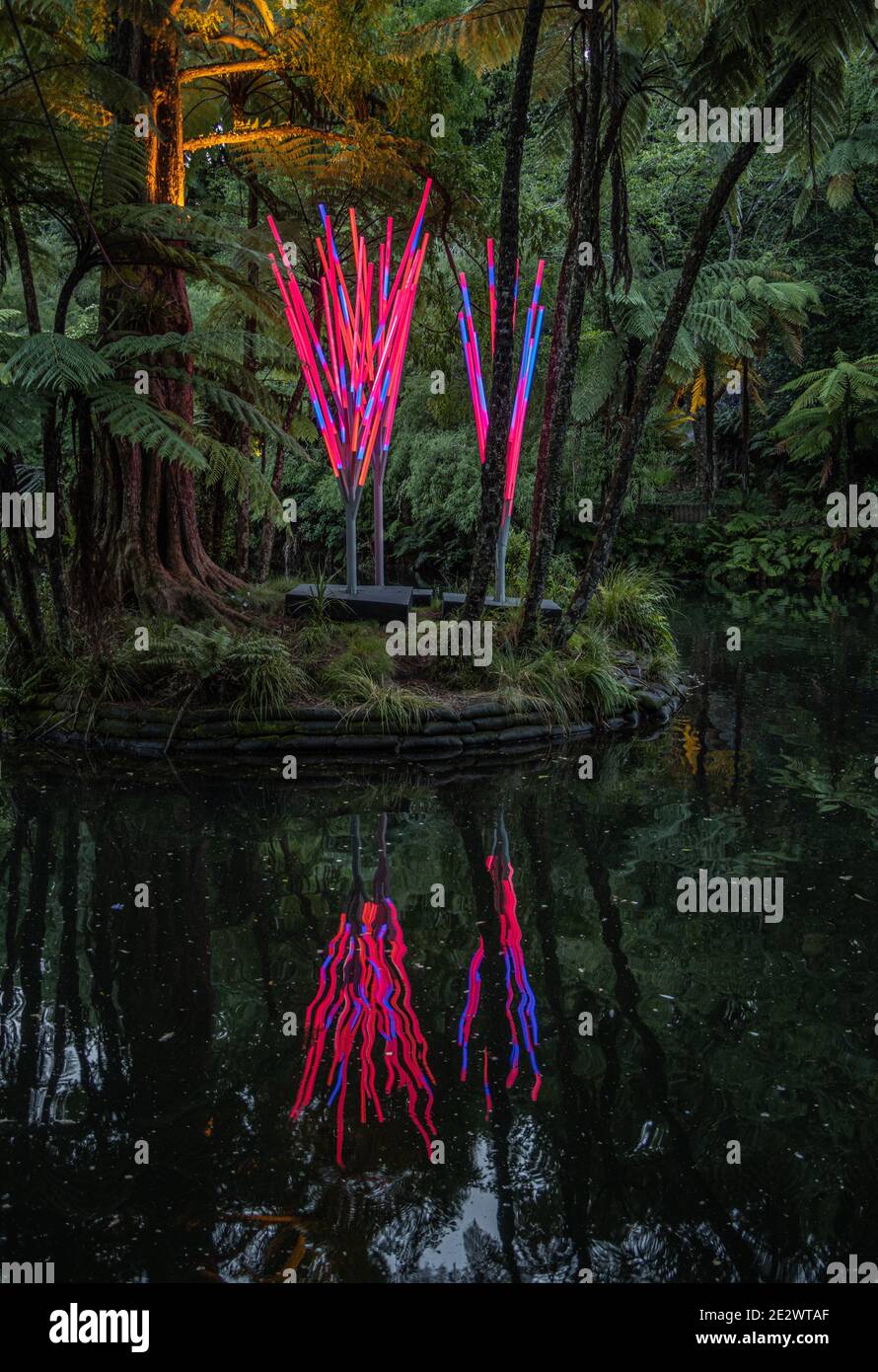 Illumination Twig al Festival delle luci di New Plymouth Foto Stock